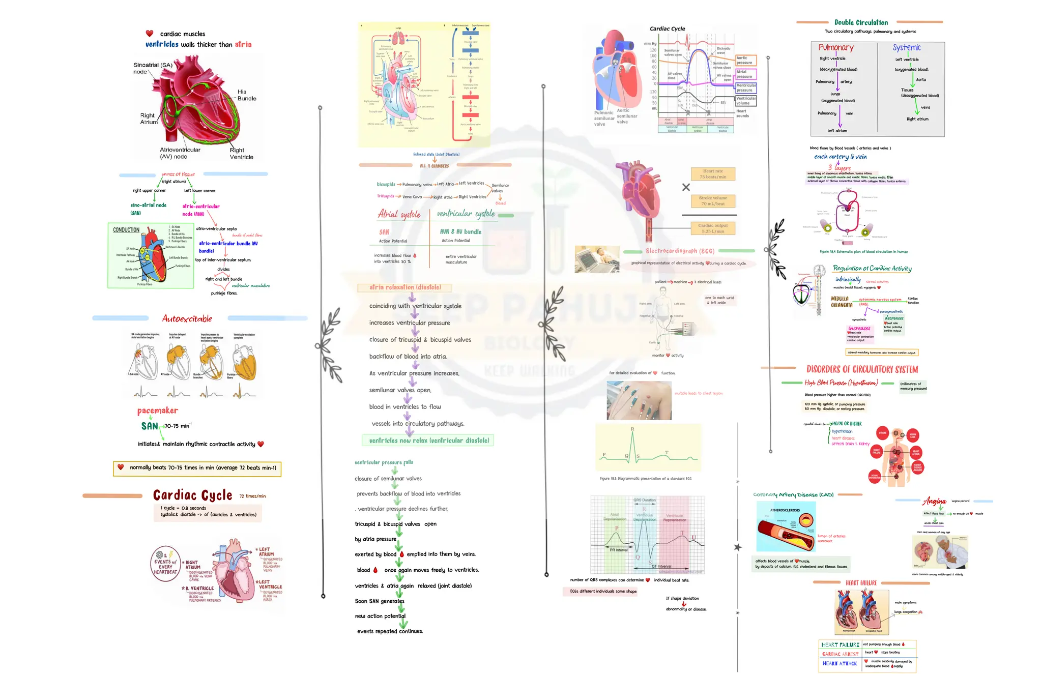 Super Notes for biology in short notes u will like it | PDF
