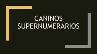 CANINOS
SUPERNUMERARIOS
 