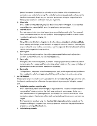 Superphylum radiata | PDF