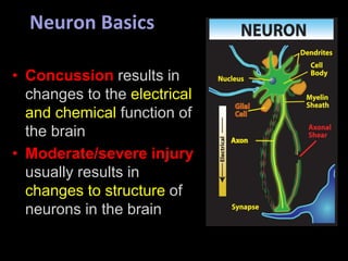 • Concussion results in
changes to the electrical
and chemical function of
the brain
• Moderate/severe injury
usually results in
changes to structure of
neurons in the brain
Neuron Basics
 