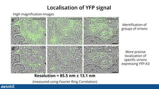 Superresolution Correlative Light and Electron Microscopy - DELMIC | PDF