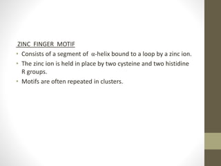 ZINC FINGER MOTIF
• Consists of a segment of α-helix bound to a loop by a zinc ion.
• The zinc ion is held in place by two cysteine and two histidine
R groups.
• Motifs are often repeated in clusters.
 