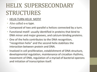 HELIX SUPERSECONDARY
STRUCTURES
• HELIX-TURN-HELIX MOTIF
• Also called α-α type.
• Composed of two anti-parallel α helices connected by a turn.
• Functional motif- usually identified in proteins that bind to
DNA minor and major grooves, and calcium-binding proteins.
• One of the helix contributes to the DNA recognition,
“recognition helix” and the second helix stabilizes the
interaction between protein and DNA.
• Involved in cell proliferation, establishment of DNA structure,
developmental regulation, maintenance of circadian rhythms,
movement of DNA, regulation of a myriad of bacterial operons
and initiation of transcription itself.
 