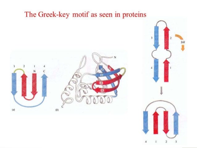 super secondary structure of protein ppt