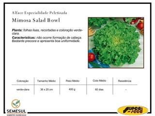 Alface Especialidade Peletizada Mimosa Salad Bowl Planta:  folhas lisas, recortadas e coloração verde-clara. Características:  não ocorre formação de cabeça. Bastante precoce e apresenta boa uniformidade.  Resistência - Coloração‏ Tamanho Médio Peso Médio  Ciclo Médio verde-clara  36 x 20 cm 400 g 60 dias 