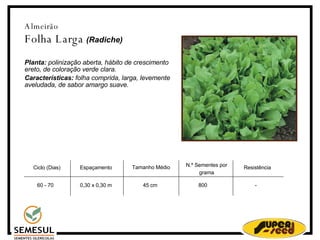Almeirão  Folha Larga   (Radiche)‏ Planta:  polinização aberta, hábito de crescimento ereto, de coloração verde clara. Características:  folha comprida, larga, levemente aveludada, de sabor amargo suave. Ciclo (Dias)‏ 60 - 70 Espaçamento 0,30 x 0,30 m 45 cm N.º Sementes por grama 800 Resistência - Tamanho Médio 
