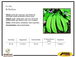Ervilha Belladona Planta:  porte alto, vigorosa, com folhas de coloração verde-arroxeada e flores roxas. Vagem:  larga, verde-clara, com 12 a 15 cm de comprimento, sem fibras e com 10 a 12 grãos. Grãos:  verde-claros, achatados, lisos e grandes. Característica:  alta produtividade. Ciclo (Dias)‏ 80 - 85 Espaçamento 1,0 x 0,6 m 13,5 cm N.º Sementes por grama 3 - 5 Resistência Fusarium Tamanho Médio 
