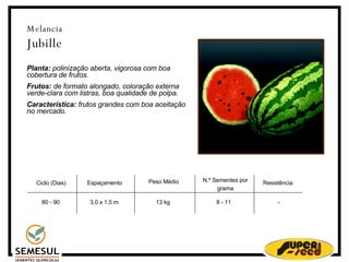 Melancia Jubille Planta:  polinização aberta, vigorosa com boa cobertura de frutos. Frutos:  de formato alongado, coloração externa verde-clara com listras, boa qualidade de polpa. Característica:  frutos grandes com boa aceitação no mercado. Ciclo (Dias)‏ 80 - 90 Espaçamento 3,0 x 1,5 m 13 kg N.º Sementes por grama 8 - 11 Resistência - Peso Médio  