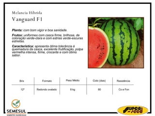 Melancia Híbrida Vanguard F1 Planta:  com bom vigor e boa sanidade. Frutos:  uniformes com casca firme, brilhosa, de coloração verde-clara e com estrias verde-escuras estreitas. Característica:  apresenta ótima tolerância à queimadura da casca, excelente frutificação, polpa vermelha intensa, firme, crocante e com ótimo sabor.   12º Redondo ovalado 8 kg 80 Resistência Co e Fon Peso Médio  Ciclo (dias)‏ Brix Formato 