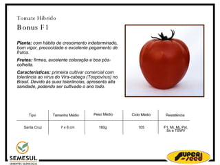 Tomate Híbrido Bonus F1 Planta:  com hábito de crescimento indeterminado, bom vigor, precocidade e excelente pegamento de frutos. Frutos:  firmes, excelente coloração e boa pós-colheita. Características:  primeira cultivar comercial com tolerância ao vírus do Vira-cabeça (Tospovírus) no Brasil. Devido às suas tolerâncias, apresenta alta sanidade, podendo ser cultivado o ano todo. Tipo 7 x 6 cm 160g Resistência F1, Mi, Mj, Pst, Ss e TSWV Tamanho Médio Peso Médio  Ciclo Médio‏ Santa Cruz 105 