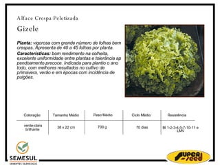 Alface Crespa Peletizada Gizele Planta:  vigorosa com grande número de folhas bem crespas. Apresenta de 40 a 45 folhas por planta. Características:  bom rendimento na colheita, excelente uniformidade entre plantas e tolerância ap pendoamento precoce. Indicada para plantio o ano todo, com melhores resultados no cultivo de primavera, verão e em épocas com incidência de pulgões. Resistência Bl 1-2-3-4-5-7-10-11 e LMV Coloração‏ Tamanho Médio Peso Médio  Ciclo Médio verde-clara brilhante 38 x 22 cm 700 g 70 dias 