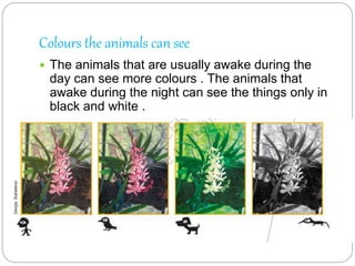 Colours the animals can see
 The animals that are usually awake during the
day can see more colours . The animals that
awake during the night can see the things only in
black and white .
 