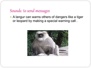 Sounds to send messages
 A langur can warns others of dangers like a tiger
or leopard by making a special warning call .
 