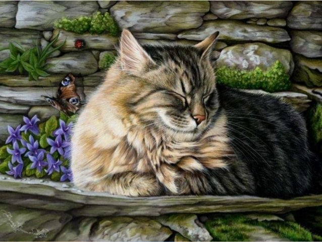 Superstitions Autour Des Chats