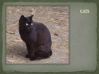 CATS
 