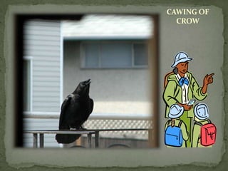 CAWING OF
  CROW
 