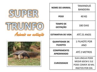 TAMANDUÁ
                      NOME DO ANIMAL
                                               BANDEIRA

                            PESO                40 KG

                          TEMPO DE
                                               180 DIAS
                          GESTAÇÃO


Animais em extinção   ESTIMATIVA DE VIDA     ATÉ 25 ANOS

                       QUANTIDADE DE        1 FILHOTE POR
                         FILHOTES                ANO
                        COMPRIMENTO
                                            ATÉ 2 METROS
                         APROXIMADO
                                            SUA LINGUA PODE
                                            MEDIR 60CM E ELE
                         CURIOSIDADE
                                           PODE COMER 30 MIL
                                             INSETOS POR DIA
 