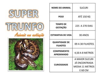 NOME DO ANIMAL           SUCURI


                            PESO              ATÉ 150 KG

                          TEMPO DE
                                            225 A 270 DIAS
                          GESTAÇÃO


Animais em extinção   ESTIMATIVA DE VIDA       30 ANOS

                       QUANTIDADE DE
                                           09 A 30 FILHOTES
                         FILHOTES

                        COMPRIMENTO
                                           4,50 A 8 METROS
                         APROXIMADO
                                           A MAIOR SUCURI
                                            JÁ ENCONTRADA
                         CURIOSIDADE
                                           MEDIA 11 METROS
                                                E 60 CM
 
