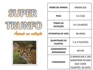 NOME DO ANIMAL          MARACAJA


                            PESO               3 A 5 KG

                          TEMPO DE
                                             9 A 10 MESES
                          GESTAÇÃO


Animais em extinção   ESTIMATIVA DE VIDA       40 ANOS

                       QUANTIDADE DE
                                            1 A 2 FILHOTES
                         FILHOTES

                        COMPRIMENTO
                                                60 CM
                         APROXIMADO
                                           O MARACAJA E UM
                                           MAMIFERO FELINO
                         CURIOSIDADE
                                               QUE COME
                                           FILHOTES DE AVES
 