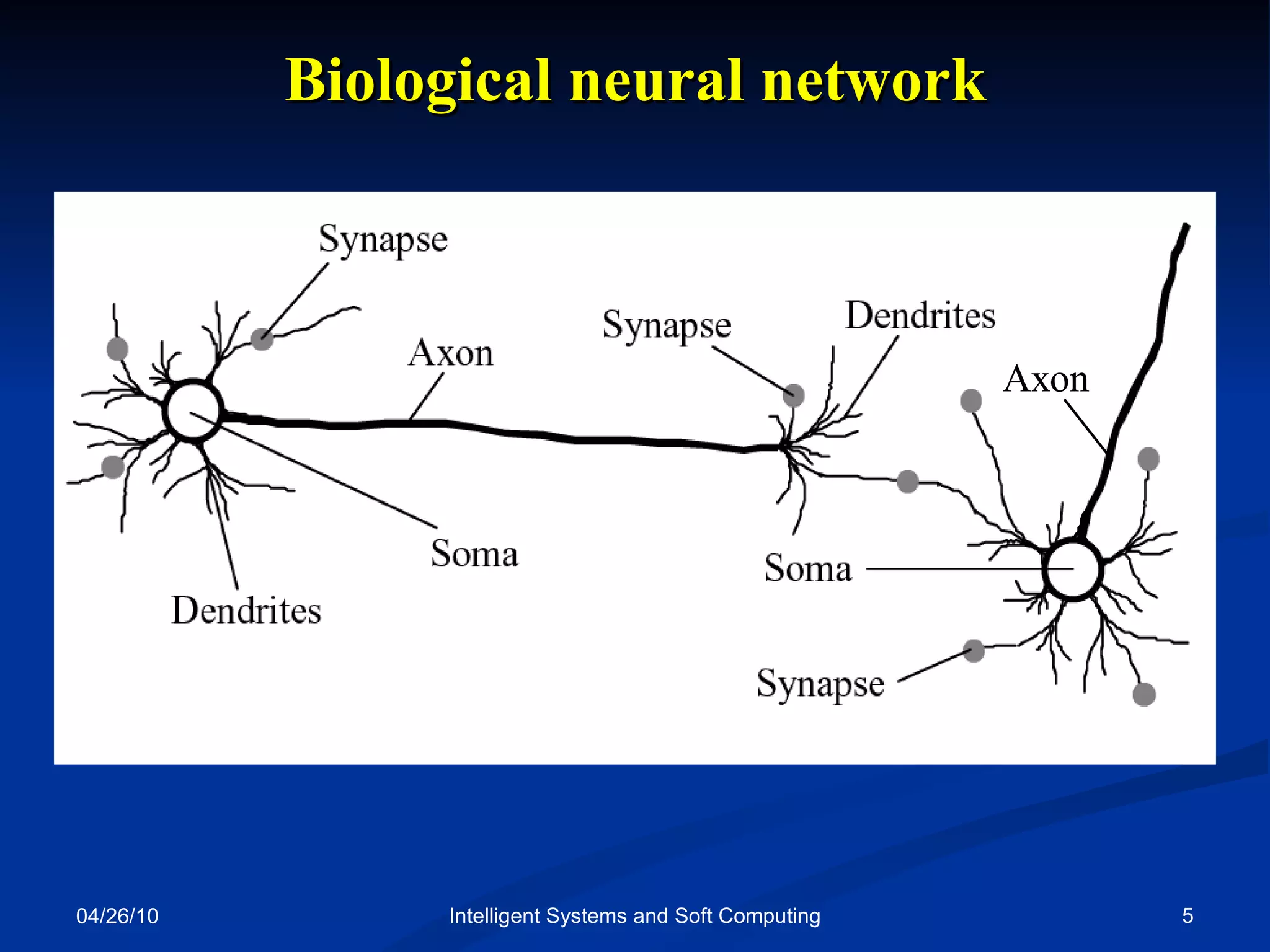 04/26/10 Intelligent Systems and Soft Computing Biological neural network 