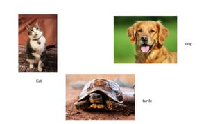 Cat
turtle
dog
 