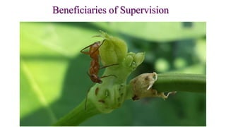 Beneficiaries of Supervision
 