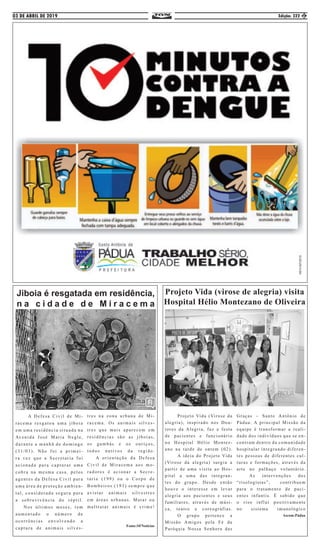 03 DE ABRIL DE 2019 Edição: 322
	 Projeto Vida (Virose da
alegria), inspirado nos Dou-
tores da Alegria, faz a festa
de pacientes e funcionário
no Hospital Hélio Montez-
ano na tarde de ontem (02).
	 A ideia do Projeto Vida
(Virose da alegria) surgiu a
partir de uma visita ao Hos-
pital a uma das integran-
tes do grupo. Desde então
houve o interesse em levar
alegria aos pacientes e seus
familiares, através de músi-
ca, teatro e coreografias.
	 O grupo pertence a
Missão Amigos pela Fé da
Paróquia Nossa Senhora das
Graças – Santo Antônio de
Pádua. A principal Missão da
equipe é transformar a reali-
dade dos indivíduos que se en-
contram dentro da comunidade
hospitalar integrando diferen-
tes pessoas de diferentes cul-
turas e formações, através da
arte no palhaço voluntário.
	 As intervenções dos
“risologistas”, contribuem
para o tratamento de paci-
entes infantis. É sabido que
o riso influi positivamente
no sistema imunológico
Ascom:Pádua
Projeto Vida (virose de alegria) visita
Hospital Hélio Montezano de Oliveira
	 A Defesa Civil de Mi-
racema resgatou uma jiboia
em uma residência situada na
Avenida José Maria Negle,
durante a manhã de domingo
(31/03). Não foi a primei-
ra vez que a Secretaria foi
acionada para capturar uma
cobra na mesma casa. pelos
agentes da Defesa Civil para
uma área de proteção ambien-
tal, considerada segura para
a sobrevivência do réptil.
Nos últimos meses, tem
aumentado o número de
ocorrências envolvendo a
captura de animais silves-
tres na zona urbana de Mi-
racema. Os animais silves-
tres que mais aparecem em
residências são as jiboias,
os gambás e os ouriços,
todos nativos da região.
A orientação da Defesa
Civil de Miracema aos mo-
radores é acionar a Secre-
taria (199) ou o Corpo de
Bombeiros (193) sempre que
avistar animais silvestres
em áreas urbanas. Matar ou
maltratar animais é crime!
Fonte:SFNoticias
5
Jiboia é resgatada em residência,
n a c i d a d e d e M i r a c e m a
 
