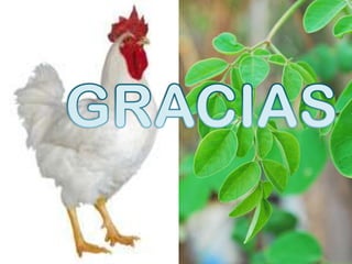 GRACIAS