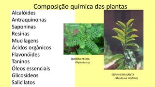 Composição química das plantas
Alcalóides
Antraquinonas
Saponinas
Resinas
Mucilagens
Ácidos orgânicos
Flavonóides
Taninos
Óleos essenciais
Glicosídeos
Salicilatos
ESPINHEIRA SANTA
(Maytenus ilicifolia)
QUEBRA PEDRA
Phylantus sp
 
