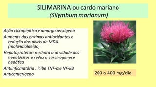 Ação cloropéptica e amargo orexígena
Aumento das enzimas antioxidantes e
redução dos níveis de MDA
(malondialdeído)
Hepatoprotetor: melhora a atividade dos
hepatócitos e reduz a carcinogenese
hepática
Antiinflamatória : inibe TNF-α e NF-kB
Anticancerígeno 200 a 400 mg/dia
SILIMARINA ou cardo mariano
(Silymbum marianum)
 