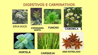 DIGESTIVOS E CARMINATIVOS
ERVA DOCE
ESPINHEIRA
SANTA
FUNCHO
HORTELÃ CARQUEJA
ANIS ESTRELADO
CAMOMILA
 