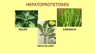 HEPATOPROTETORES
BOLDO CARQUEJA
DENTE DE LEÃO
 