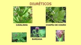 DIURÉTICOS
CAVALINHA CHAPÉU DE COURO
BARDANA
 
