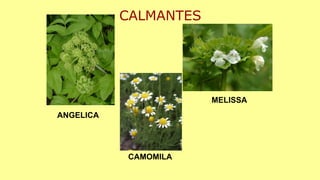 CALMANTES
ANGELICA
MELISSA
CAMOMILA
 
