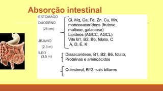 Absorção intestinal
ESTOMAGO
DUODENO
(25 cm)
JEJUNO
(2,5 m)
ÍLEO
(3,5 m)
Cl, Mg, Ca, Fe, Zn, Cu, Mn,
monossacarídeos (frutose,
maltose, galactose)
Lipideos (AGCC, AGCL)
Vits B1, B2, B6, folato, C
A, D, E, K
Dissacarideos, B1, B2, B6, folato,
Proteínas e aminoácidos
Colesterol, B12, sais biliares
 
