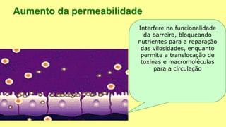 Interfere na funcionalidade
da barreira, bloqueando
nutrientes para a reparação
das vilosidades, enquanto
permite a translocação de
toxinas e macromoléculas
para a circulação
 