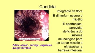 Candida
Integrante da flora
É dimorfa – esporo e
micélio
É oportunista,
aproveita
deficiência do
sistema
imunológico para
se tornar micélio e
ultrapassar a
barreira intestinal
Adora açúcar, cerveja, cogumelos,
queijos mofados
 