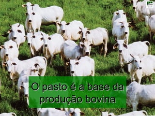 O pasto é a base da
 produção bovina
 