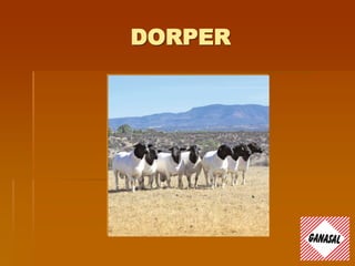 DORPER
 