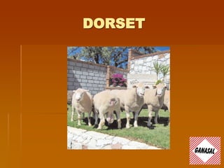 DORSET
 