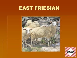 EAST FRIESIAN
 