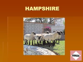 HAMPSHIRE
 