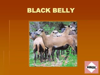 BLACK BELLY
 