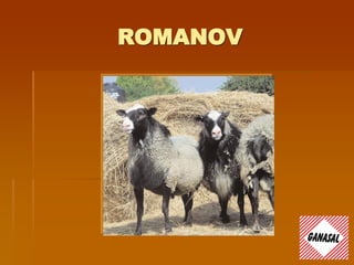 ROMANOV
 