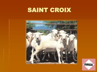 SAINT CROIX
 