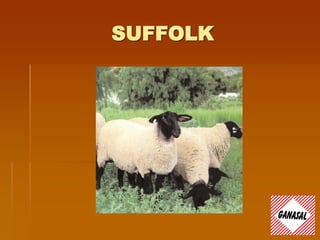 SUFFOLK
 