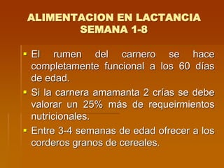 ALIMENTACION EN LACTANCIA
SEMANA 1-8
 El rumen del carnero se hace
completamente funcional a los 60 días
de edad.
 Si la carnera amamanta 2 crías se debe
valorar un 25% más de requeirmientos
nutricionales.
 Entre 3-4 semanas de edad ofrecer a los
corderos granos de cereales.
 