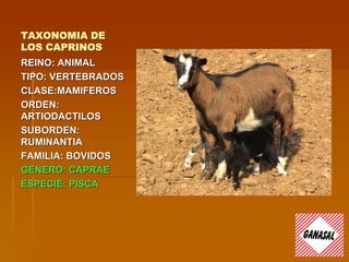 TAXONOMIA DE
LOS CAPRINOS
REINO: ANIMAL
TIPO: VERTEBRADOS
CLASE:MAMIFEROS
ORDEN:
ARTIODACTILOS
SUBORDEN:
RUMINANTIA
FAMILIA: BOVIDOS
GENERO: CAPRAE
ESPECIE: PISCA
 