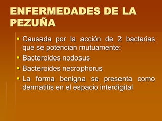 ENFERMEDADES DE LA
PEZUÑA
 Causada por la acción de 2 bacterias
que se potencian mutuamente:
 Bacteroides nodosus
 Bacteroides necrophorus
 La forma benigna se presenta como
dermatitis en el espacio interdigital
 