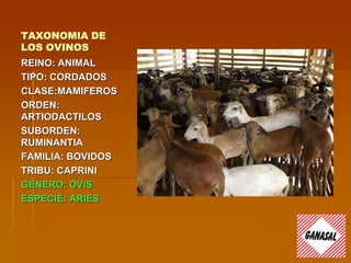 TAXONOMIA DE
LOS OVINOS
REINO: ANIMAL
TIPO: CORDADOS
CLASE:MAMIFEROS
ORDEN:
ARTIODACTILOS
SUBORDEN:
RUMINANTIA
FAMILIA: BOVIDOS
TRIBU: CAPRINI
GENERO: OVIS
ESPECIE: ARIES
 